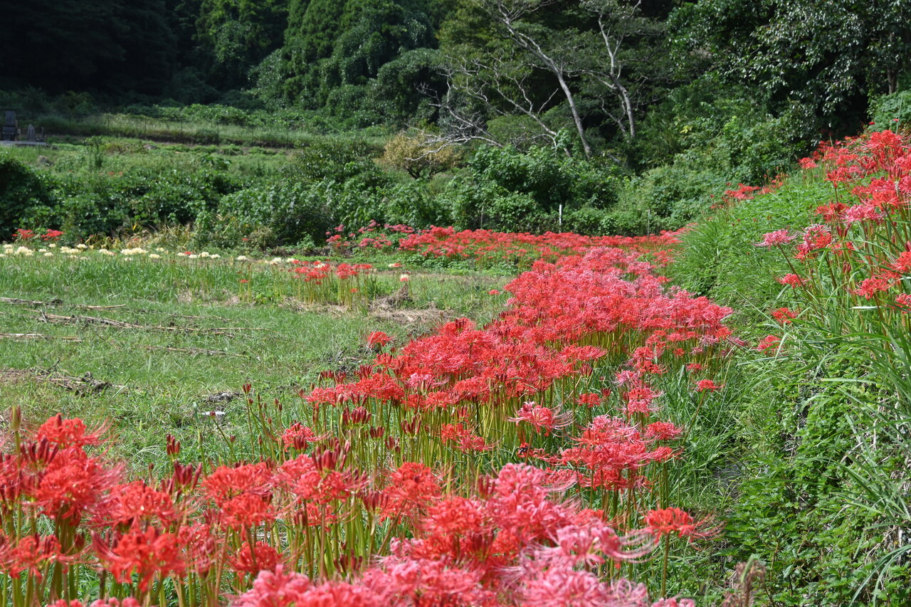 彼岸花 彼岸花