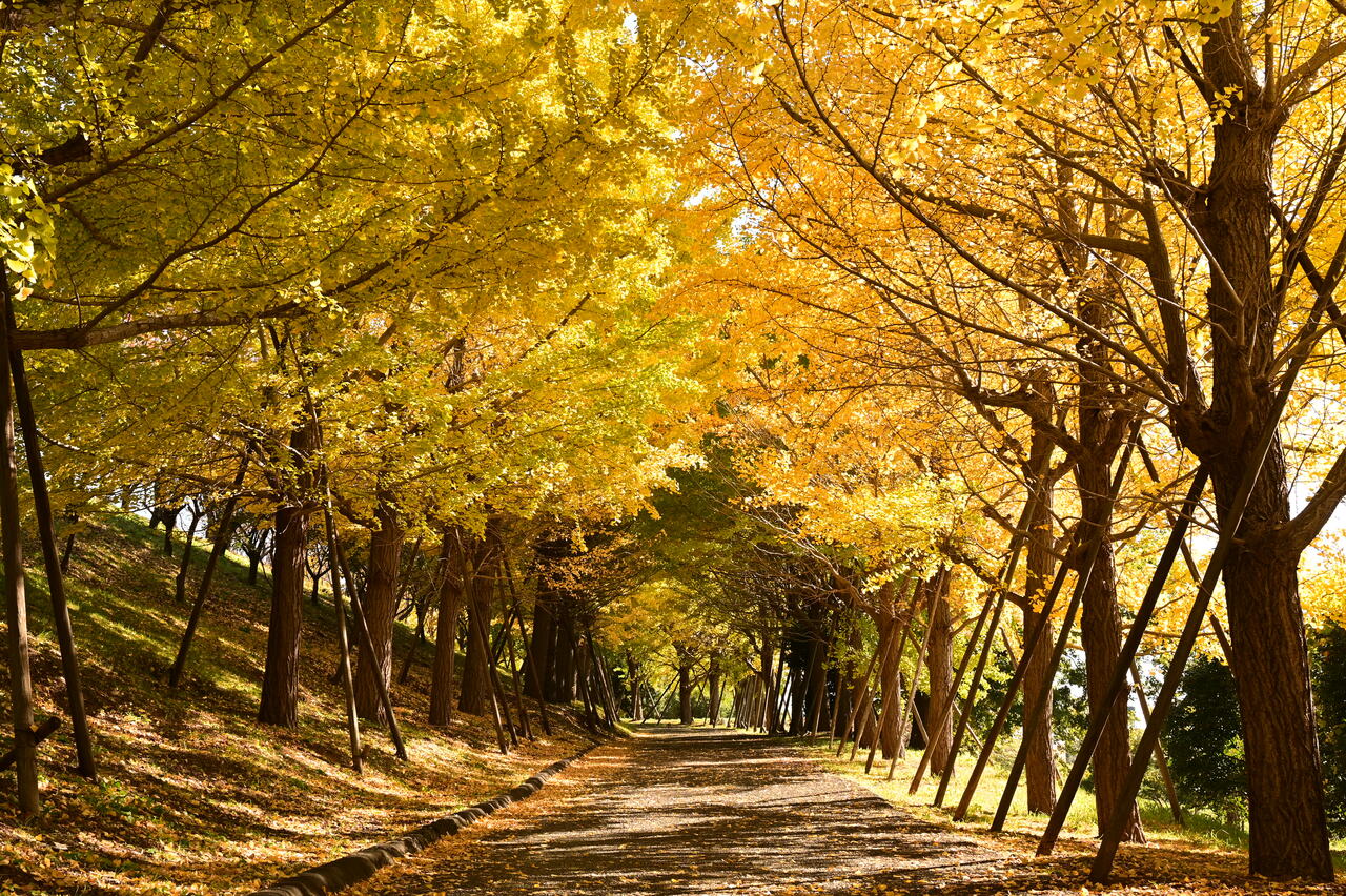 総合運動公園