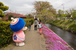 芝桜キレイだな～