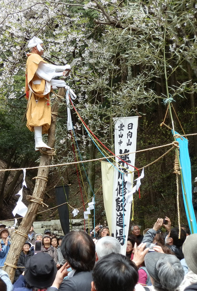 宝城坊（日向薬師）の「神木のぼり」